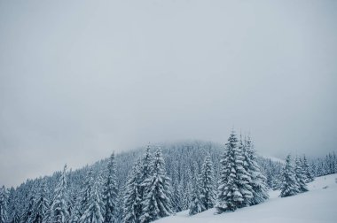 Chomiak Dağı'nda kar kaplı çam ağaçları. Güzel kış