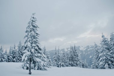 Chomiak Dağı'nda kar kaplı çam ağaçları. Güzel kış