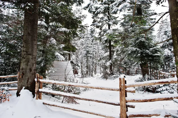 Maison en bois dans une forêt de pins recouverte de neige. Belle victoire — Photo