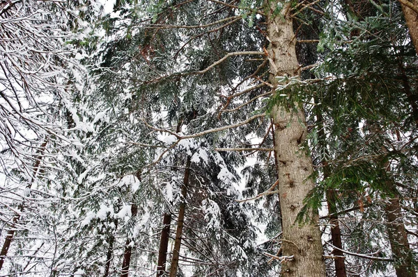 소나무는 눈으로 덮여입니다. 아름 다운 겨울 풍경입니다. 서 리 n — 스톡 사진