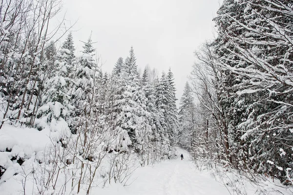 在喀尔巴阡山被雪覆盖的松树的人。漂亮 — 图库照片