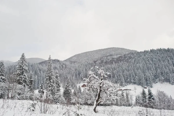 Pijnbomen vallende sneeuw op de Karpaten. Mooie wi — Stockfoto