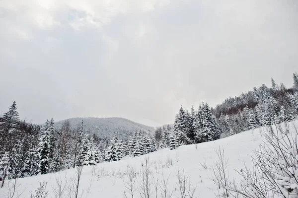 Pijnbomen vallende sneeuw op de Karpaten. Mooie wi — Stockfoto
