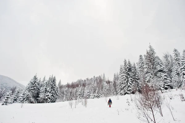 stock image Man at pine trees covered by snow at Carpathian mountains. Beaut