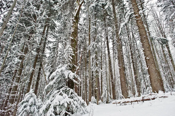 Enorma träd tallskogen täcks av snö. Majestätiska vintern landscap — Stockfoto