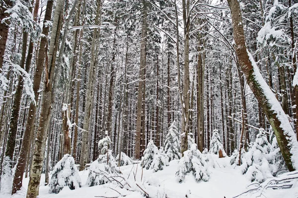 大片的松树森林被雪覆盖着。雄伟的冬景观 — 图库照片