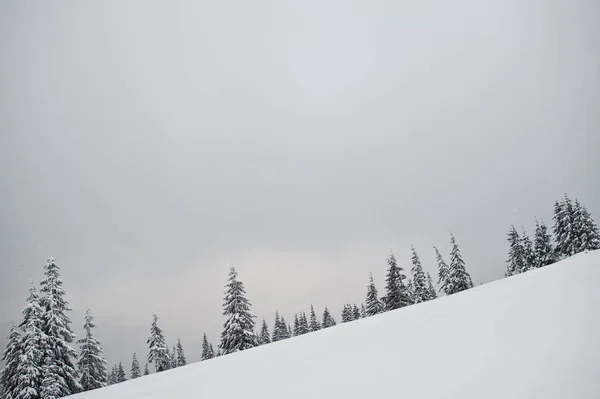 Pine trees covered by snow on mountain Chomiak. Beautiful winter — Stock Photo, Image