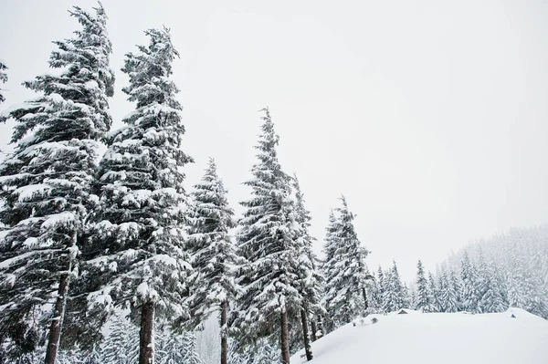 Pijnbomen vallende sneeuw op de berg Chomiak. Mooie winter — Stockfoto