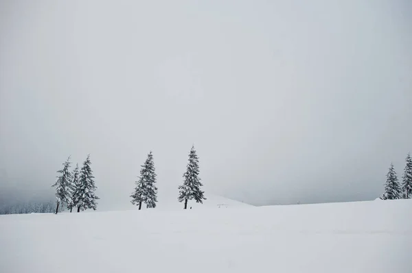 Chomiak Dağı'nda kar kaplı çam ağaçları. Güzel kış — Stok fotoğraf