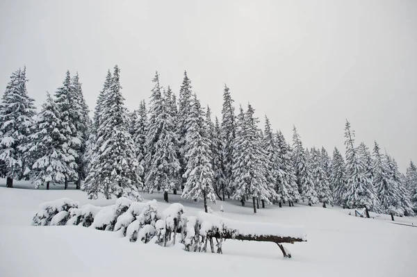 Pini ricoperti di neve sul monte Chomiak. Bellissimo inverno — Foto Stock