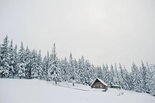 Pijnbomen vallende sneeuw met houten huis op berg Chomiak — Stockfoto