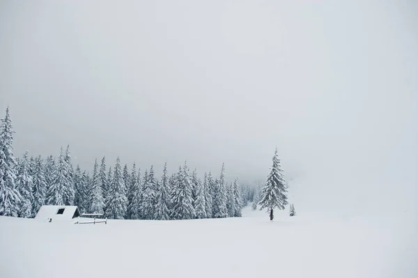 Pijnbomen vallende sneeuw met houten huis op berg Chomiak — Stockfoto