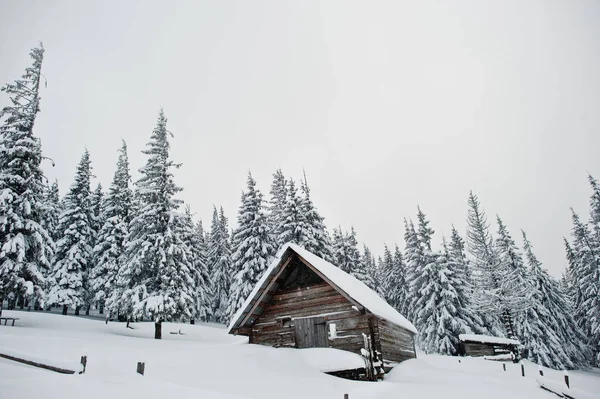 Maison en bois aux pins recouverte de neige sur la montagne Chomiak . — Photo