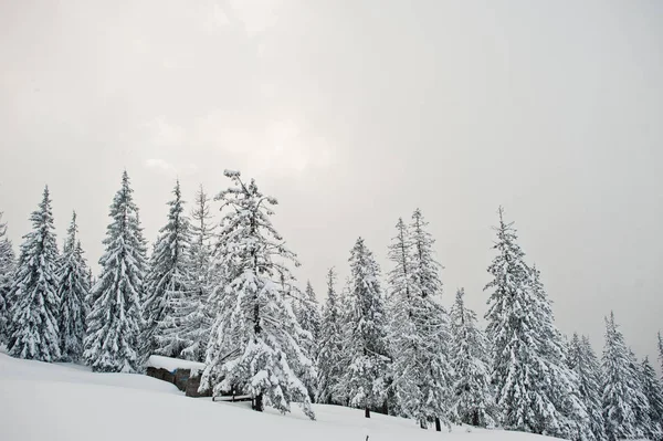 Pinhais cobertos de neve na montanha Chomiak. Belo inverno — Fotografia de Stock