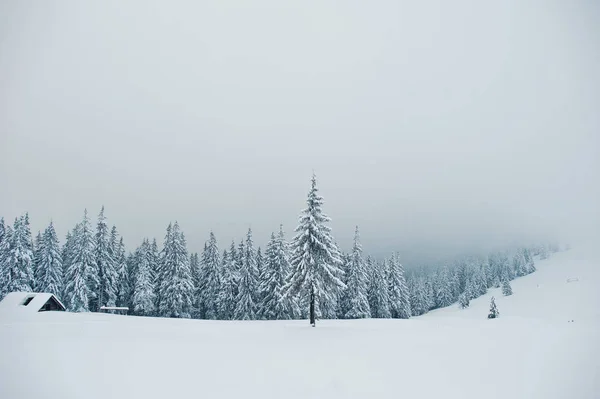 stock image Pine trees covered by snow on mountain Chomiak. Beautiful winter