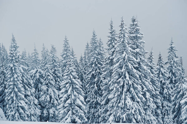 Pine trees covered by snow on mountain Chomiak. Beautiful winter