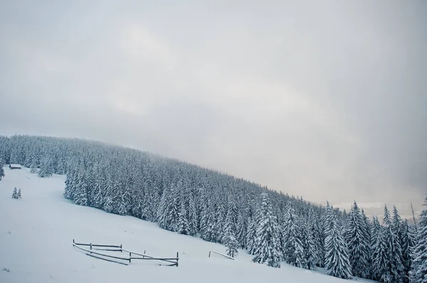 Pijnbomen vallende sneeuw op de berg Chomiak. Mooie winter — Stockfoto