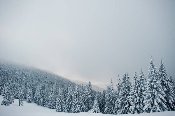 Pine trees covered by snow on mountain Chomiak. Beautiful winter