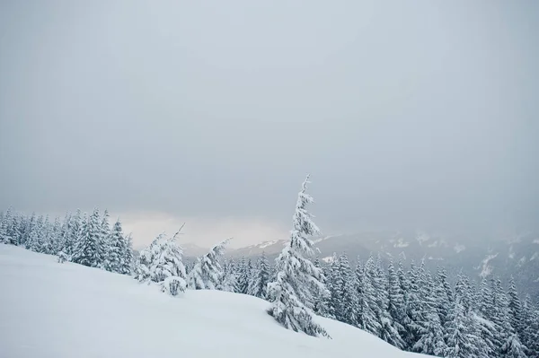 Pine trees covered by snow on mountain Chomiak. Beautiful winter — Stock Photo, Image