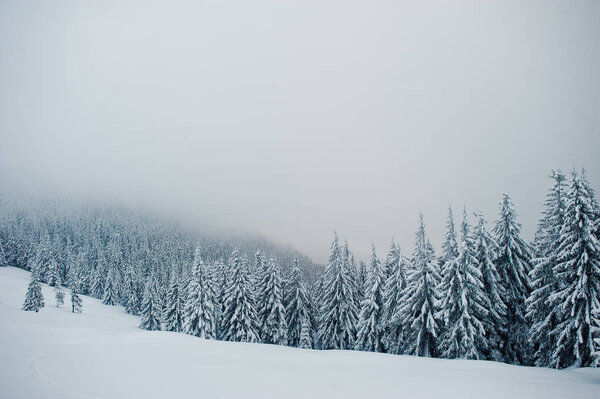 Pine trees covered by snow on mountain Chomiak. Beautiful winter