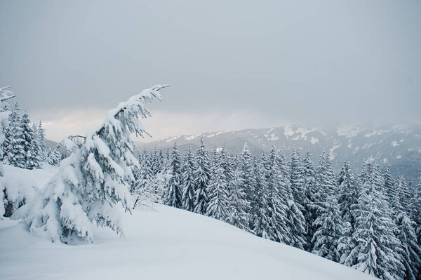 Pine trees covered by snow on mountain Chomiak. Beautiful winter