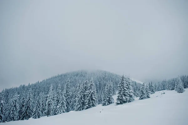 Pijnbomen vallende sneeuw op de berg Chomiak. Mooie winter — Stockfoto