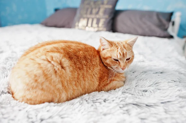Close-up πορτρέτο του μια γάτα Τζίντζερ τοποθέτηση στο κρεβάτι. — Φωτογραφία Αρχείου