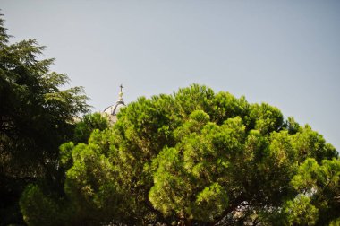 Mavi SK ile kontrast yeşil Akdeniz ağacının üst
