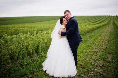 Blackcurrant sahada poz çekici genç Düğün çifti