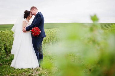 Blackcurrant sahada poz çekici genç Düğün çifti