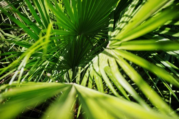 Close-up photo wibrujący zielony Tropikalne Palma pozostawia. — Zdjęcie stockowe