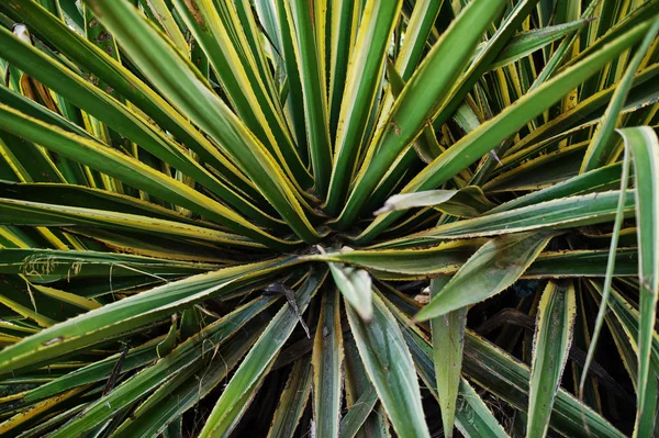 Close-up photo of spiky green and yellow agave. — Stock Photo, Image