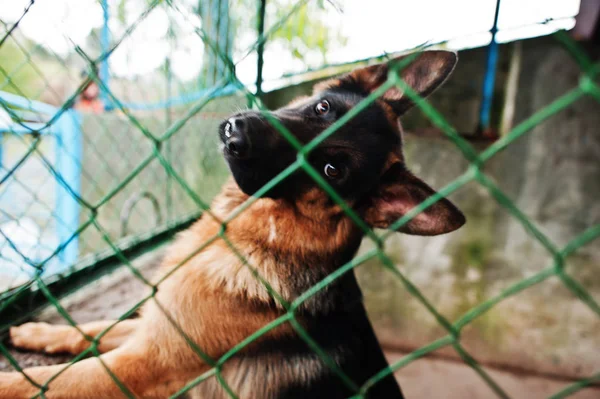Close-up photo of a dog's snout in a cage. — Stock Photo, Image