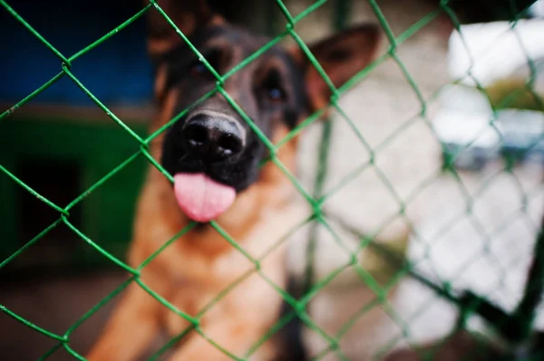 Close-up photo of a dog's snout in a cage. — Stock Photo, Image