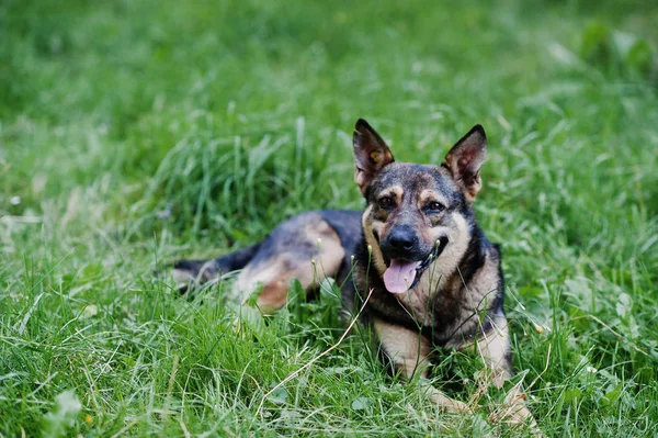 German shepherd laying on the grass and breathing with its tongu — Stock Photo, Image