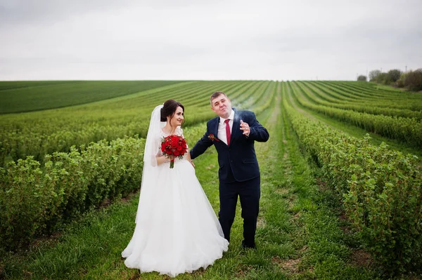 Attrayant jeune couple de mariage posant sur le champ de cassis — Photo