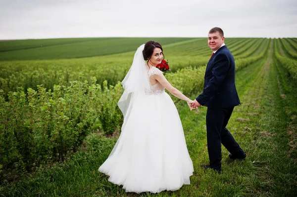 Attrayant jeune couple de mariage posant sur le champ de cassis — Photo