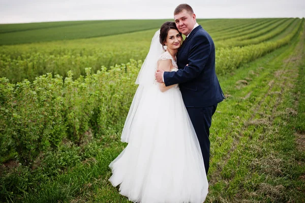 Attractive young wedding couple posing on the blackcurrant field — Stock Photo, Image