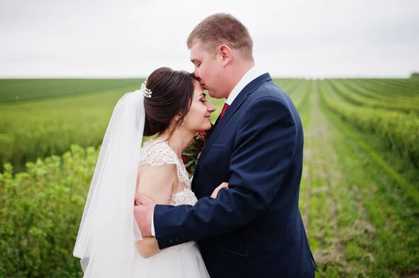 Attrayant jeune couple de mariage posant sur le champ de cassis — Photo