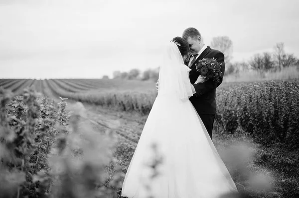 Casal jovem atraente posando no campo de groselha preta — Fotografia de Stock