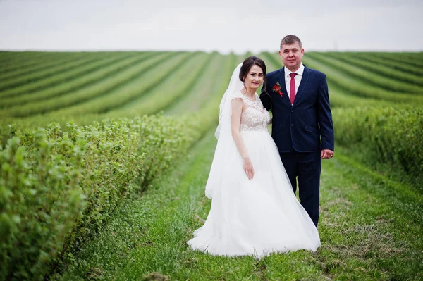 Attrayant jeune couple de mariage posant sur le champ de cassis — Photo