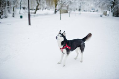 Husky köpek tasmalı Parkı'nda kış gününde yürüyüş.