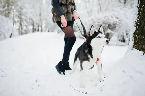 Cão Husky em uma coleira à mão da menina no dia de inverno . — Fotografia de Stock