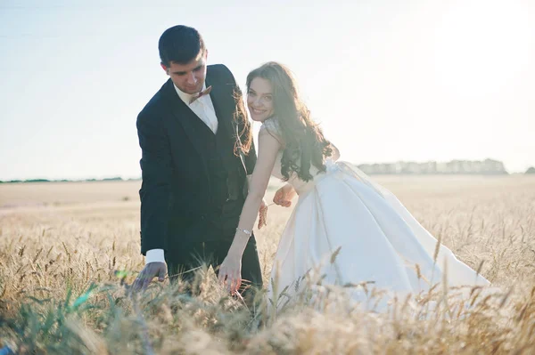 Buğday alan, sevgi dolu evlilik çift. — Stok fotoğraf