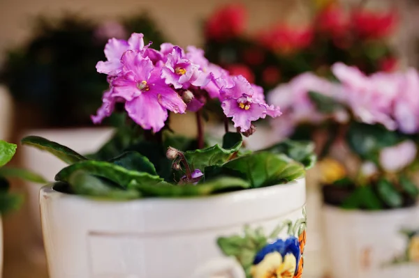 Виола или фиолетовые цветы на горшках в магазине . — стоковое фото