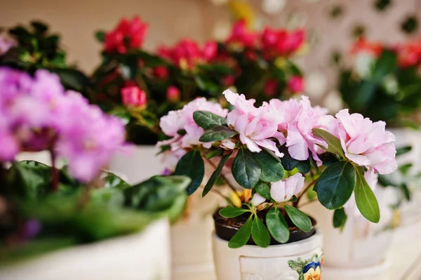 Altówka lub fioletowe kwiaty w doniczkach o przechowywanie. — Zdjęcie stockowe