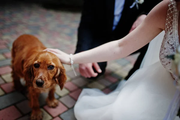 婚礼当天。 新婚夫妇手牵手。 有趣的狗. — 图库照片