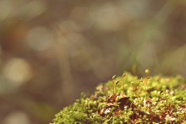 Ormandaki çimenler.