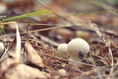 Ormandaki mantarlar.