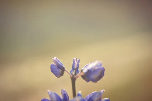 Blauwe bloem in de ochtend. — Stockfoto